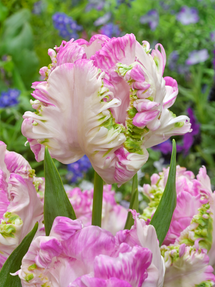 Tulipan Cabanna Parrot