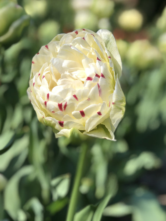 Cebulki tulipanów z dostawą do Polski - danceline