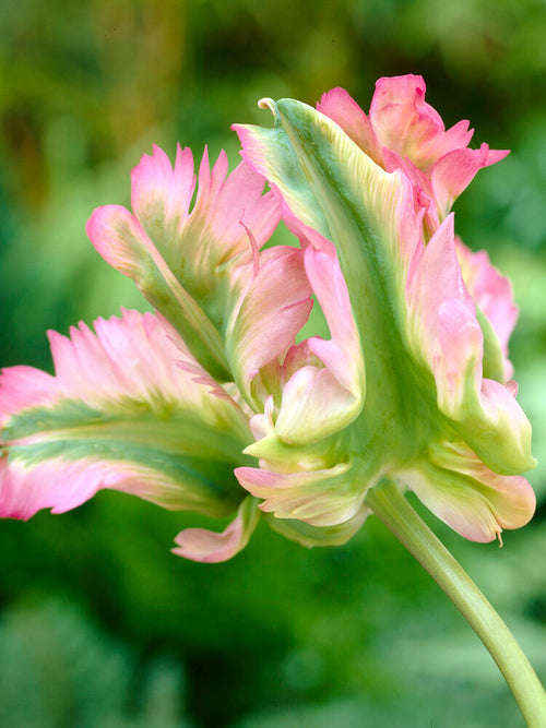 Kup Tulipan Green Wave - DutchGrown