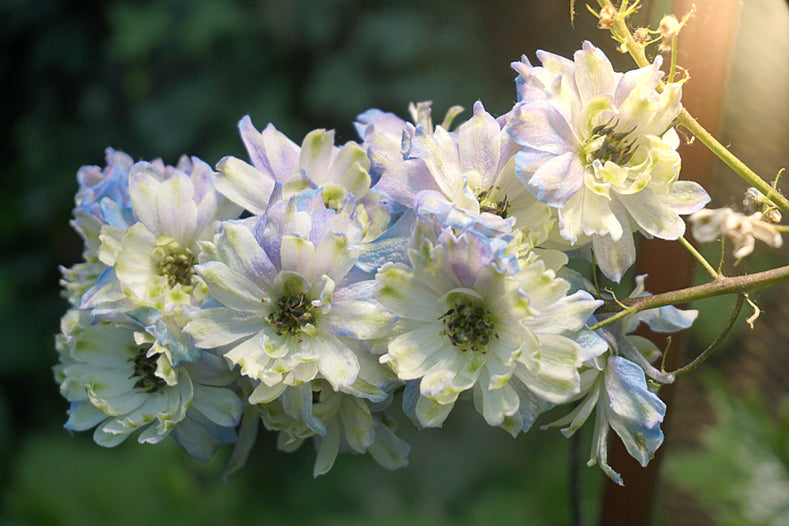 Przewodnik po uprawie: Jak uprawiać delphinium (ostróżkę)