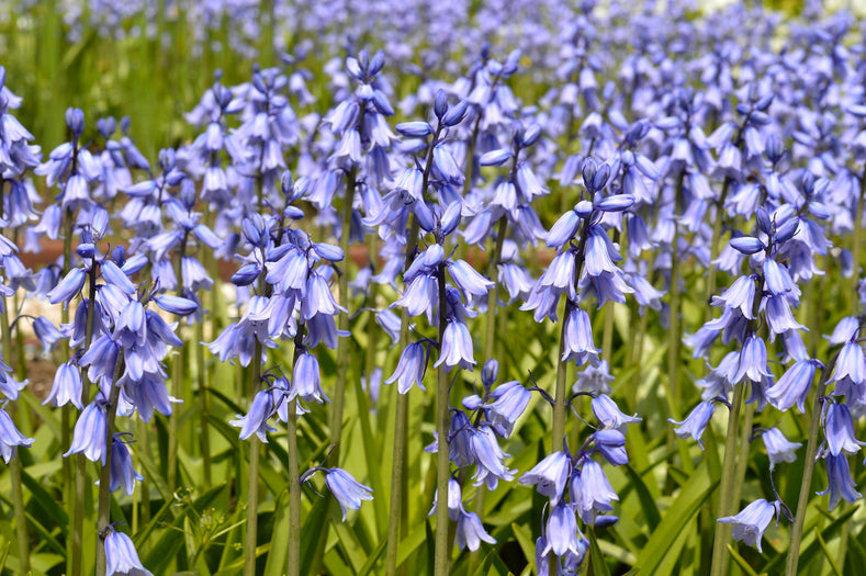 Przewodniki po uprawie: Jak uprawiać Hiacyntowca (Scilla hispanica)