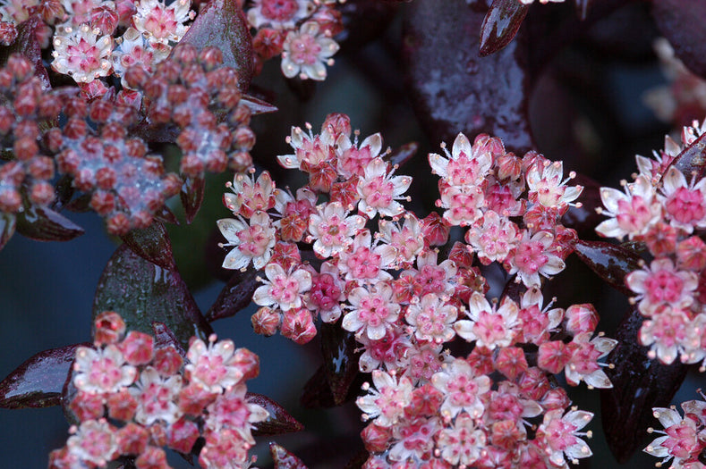 Przewodnik uprawy: Jak uprawiać Sedum (Rozchodnik)