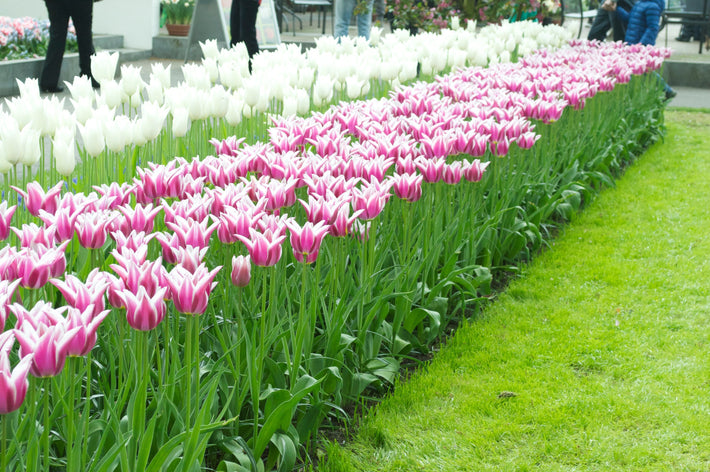 Tulipany z grupy liliowców