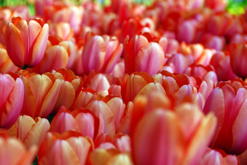 Tulipany z Grupy Darwinhybrid – Odważne i Piękne