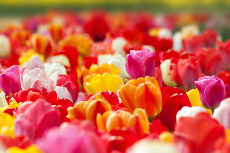 Stosowanie i wybór tulipanów w ogrodach