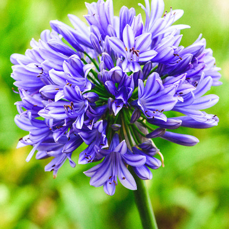 Agapanthus (Lilia Afrykańska) Agapant (Agapanthus) Lilia Afrykańska