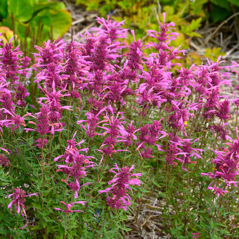 Kłosowiec (Agastache) Kłosowiec (Agastache)