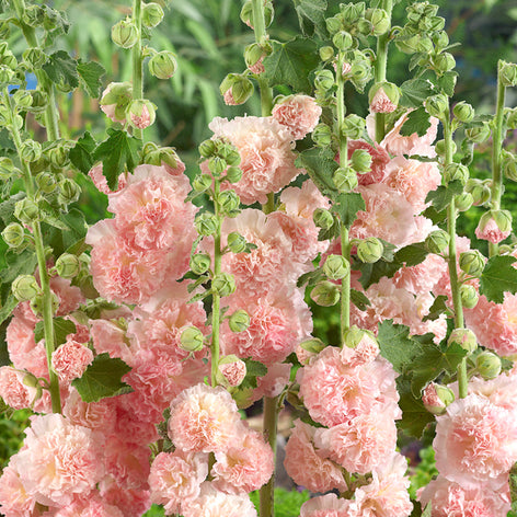 Malw (Alcea rosea) Malw (Alcea rosea)