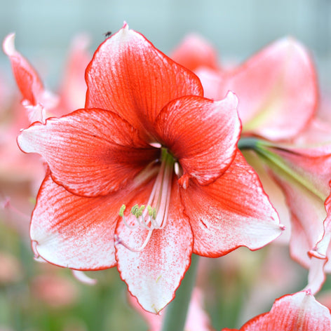 Amaryllis cebulek amarylisa
