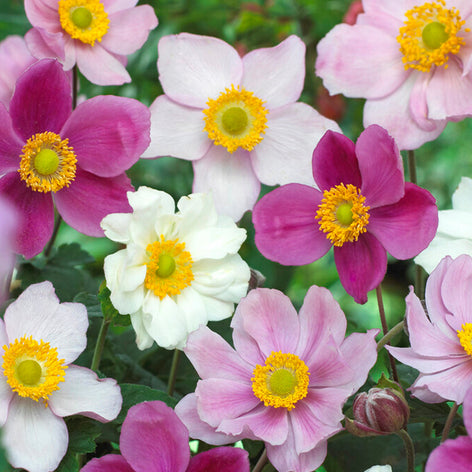 Zawilec japoński Zawilec japoński