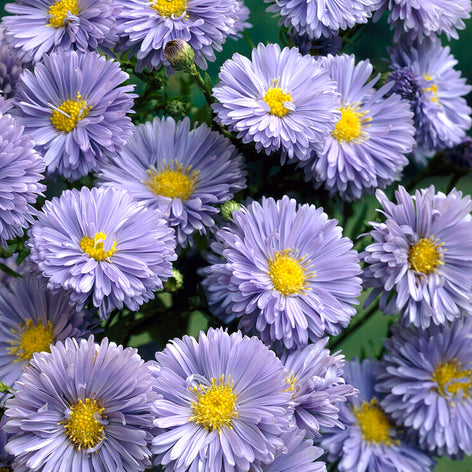 Aster aster