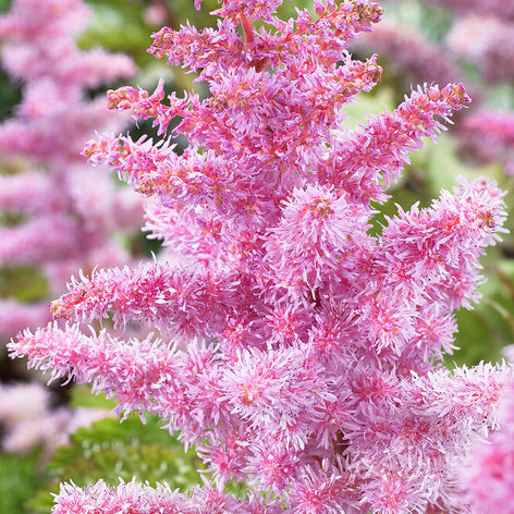 Tawułka (Astilbe) Tawułka (Astilbe)
