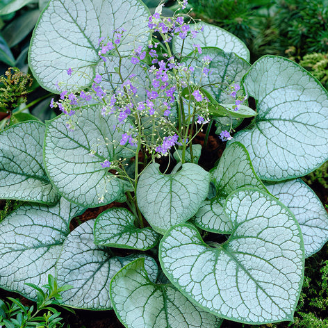 Brunnera Wielkolistna Brunnera Wielkolistna