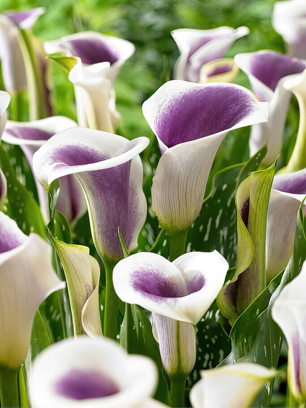 Kalla (Zantedeschia) - Kalia ogrodowa - Cebulki (Bulwy) Kalii