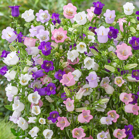 Dzwonek (Campanula) Dzwonek (Campanula)