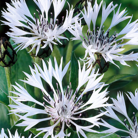Chaber (Centaurea) Chaber (Centaurea)