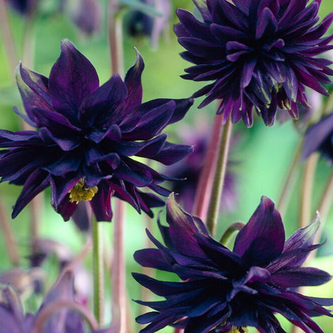 Orlik (Aquilegia) Orlik (Aquilegia)