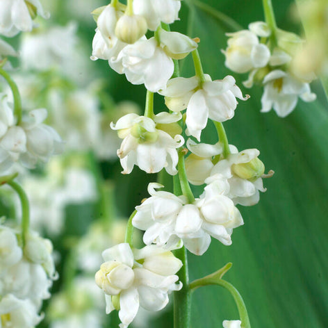 Konwalia majowa (Convallaria majalis) Konwalia majowa (Convallaria majalis)