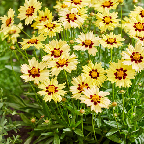Nachyłek (Coreopsis)