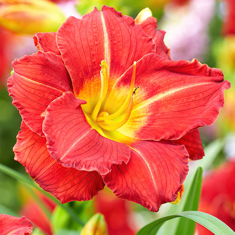 Liliowiec (Hemerocallis) Liliowiec (Hemerocallis)