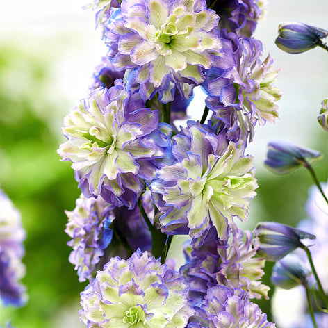 Delphinium Kup Delphinium