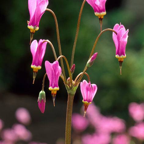 Dodecatheon (Bożykwiat)
