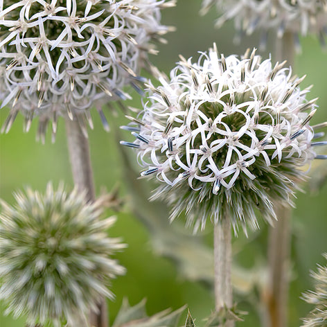 Przegorzan Kup Przegorzan