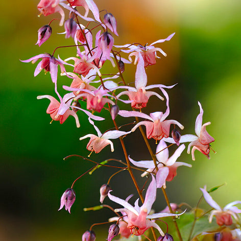 Epimedium
