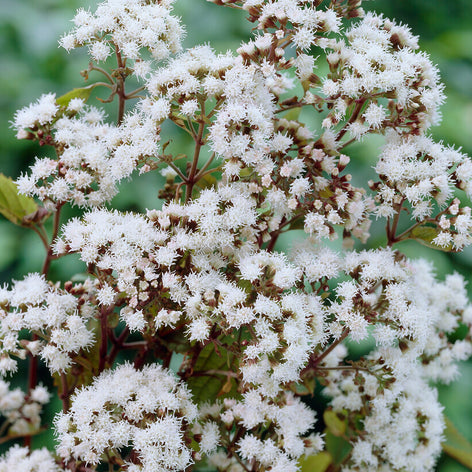 Sadziec (Eupatorium) Sadziec (Eupatorium)