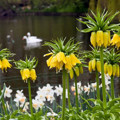 Szachownica Fritillaria Szachownica Fritillaria