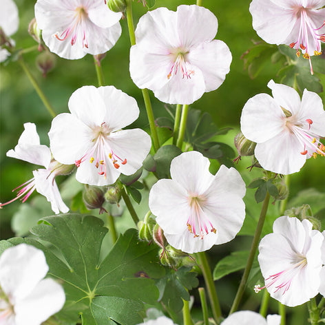 Geranium Kup Geranium