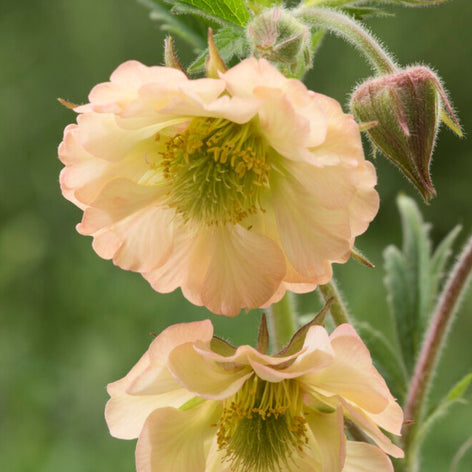 Kuklik (Geum) Kuklik (Geum)