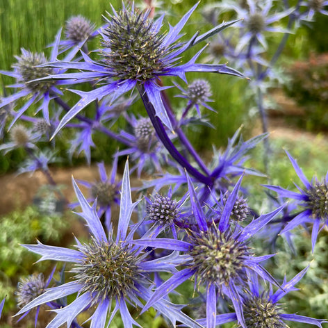 Mikołajek płaskolistny (Eryngium) Mikołajek płaskolistny (Eryngium)