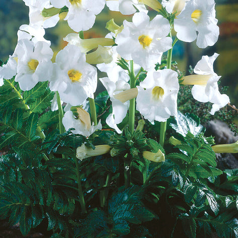 Inkarwille (Chińskie Trąbki Ogrodowe) Inkarwille (Chińskie Trąbki Ogrodowe)