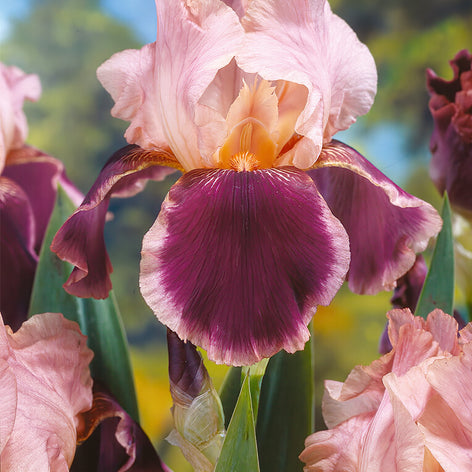 Irys Bródkowy Kup Irys Bródkowy