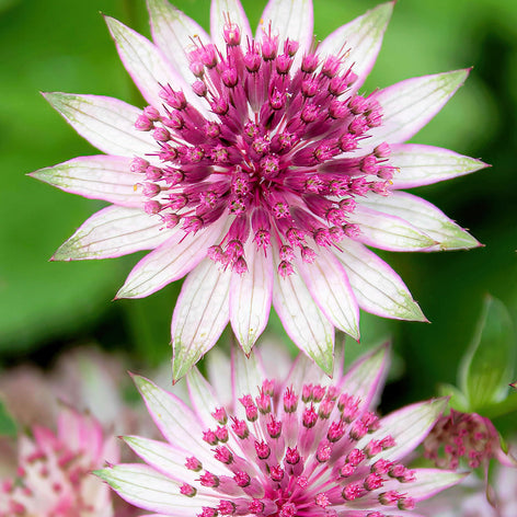 Jarzmianka Większa (Astrancja) Jarzmianka większa (Astrancja)