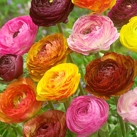 Jaskier (Ranunculus) Ranunculus Jaskry Jaskier