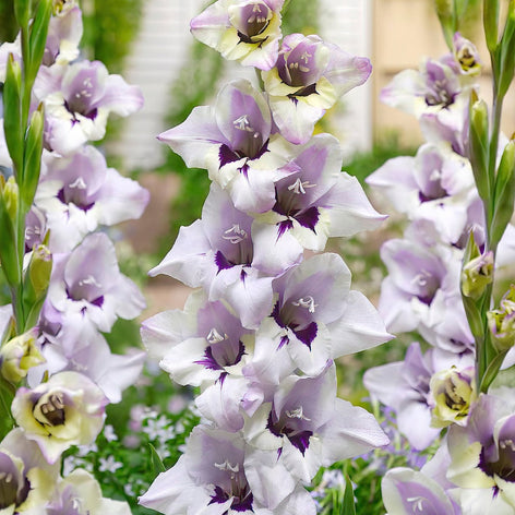 Mieczyk (Gladiolus)