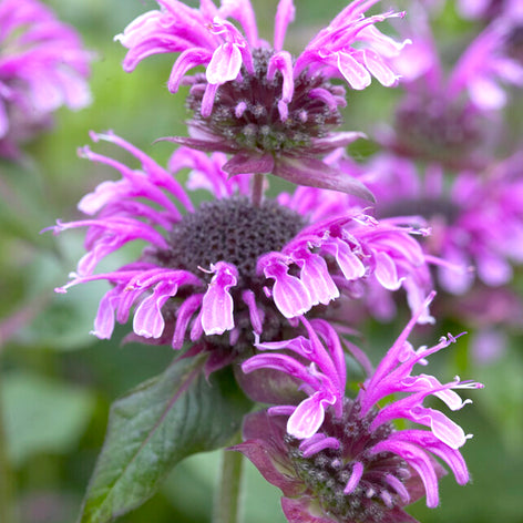Monarda (Pysznogłówka)
