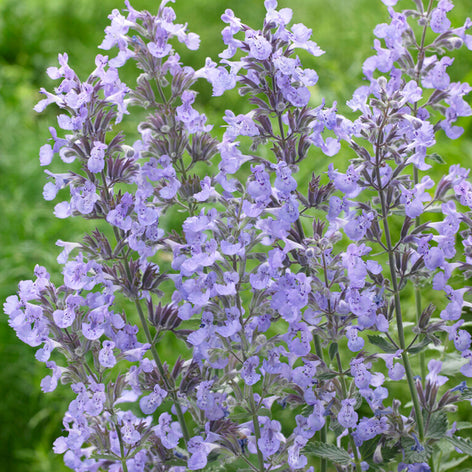 Kocimiętka (Nepeta)