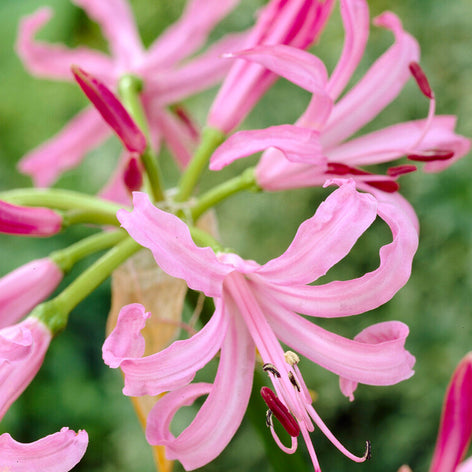 Nerine Kup Nerine