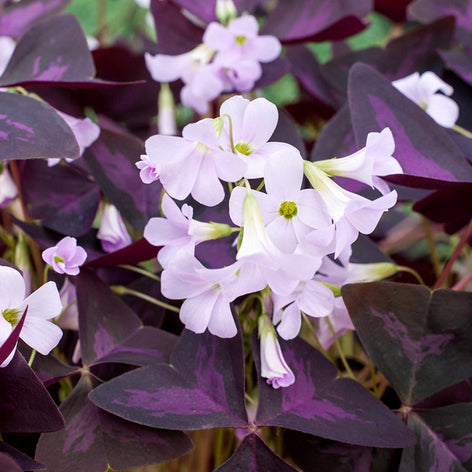 Oxalis