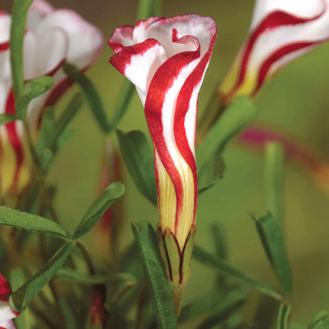 Szczawik (Oxalis)