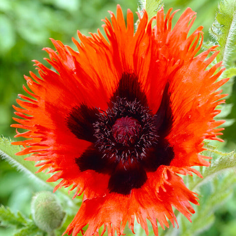 Papaver (Mak wschodni) Kup Papaver (Mak wschodni)