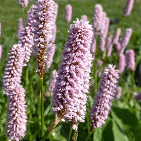 Rdest (Persicaria) Rdest Persicaria Rośliny z Gołym Korzeniem