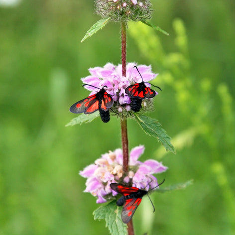 Szałwiec (Phlomis) Gołe korzenie