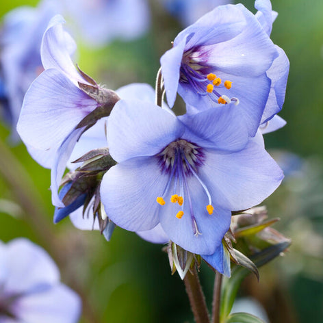 Wielosiły (Polemonium)