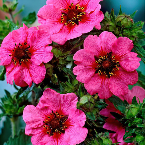 Potentilla (Pięciornik) Potentilla (Pięciornik)