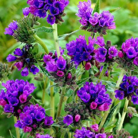 Pulmonaria (Miodunka plamista) Pulmonaria (Miodunka plamista)