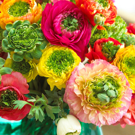 Jaskier Cebulki Jaskier (Ranunculus)